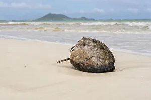 Coconut washes up on the shore on a tropical beach in Hawaii