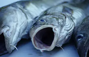 Cod (Gadus morhua)
