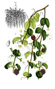 Codomamthe devosiana, Codonanthe, a rare houseplant from the Usambara violet family, plant and flower, digitally reworked reproduction of an original from the 19th century