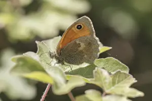 Coenonympha pamphilus, Kleines Wiesenvogelchen (Kleiner Heufalter) - Coenonympha pamphilus