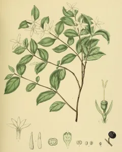 (Coffea) travancorensis, native to Southeast Asia