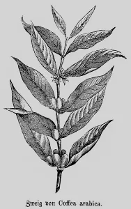 Two of the coffee arabica (Coffea arabica) plant with inflorescence