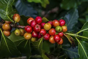 Coffee bushes and beans, Coffee farm Hacienda Venecia