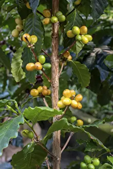 Coffee plant, Arabica coffee, with stone fruits