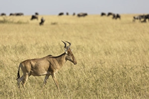 Coke's hartebeest (Alcelaphus buselaphus cokii) adult