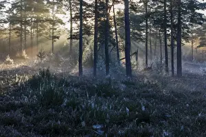 After a cold night, the first rays of the morning sun fight their way through the fog in a forest