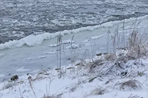 Cold winter morning on the Elbe with floating ice floes