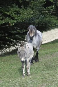 Coldblood and donkey on a pasture
