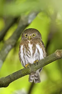Colima Pygmy-Owl Glaucidium palmarum La Bajada