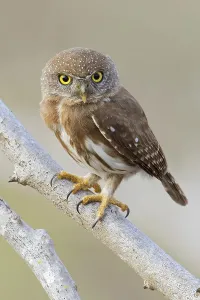 Colima Pygmy Owl (Glaucidium palmarum) perched on a branch in Oaxaca