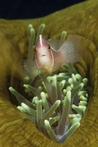 Collar Anemonefish, Amphiprion perideraion