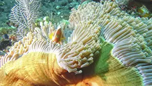 Framed Print : A collar anemonefish (Amphiprion perideraion) carefully hides in a swaying anemone