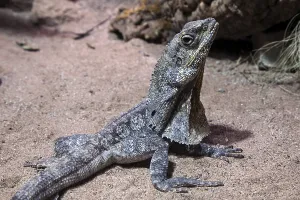 Collar lizard (Chlamydosaurus kingii)