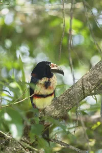 Collared Aracari (Pteroglossus torquatus)