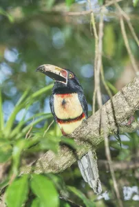 Collared Aracari (Pteroglossus torquatus) perched on tree