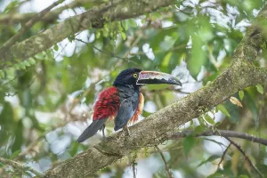 Collared Aracari (Pteroglossus torquatus) perched on tree