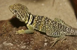 Collared Iguana (Ctrotaphytus collaris)