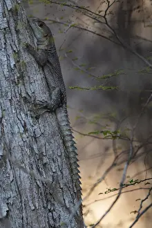 Collared iguanid lizard (Oplurus cuvieri)