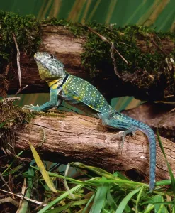 Collared lizard (Crotaphytus collaris)