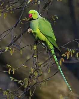 Collared parakeet - small Alexandrine parakeet (Psittacula krameri)