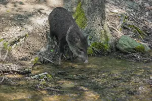 A collared peccary (Dicotyles tajacu) crosses a small creek in a forest