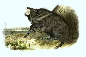 Collared peccary (Pecari tajacu)