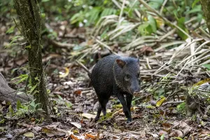 Collared peccary (Pecari tajacu) foraging in the rainforest