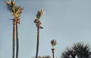 Collecting Toddy palm wine, honey palm