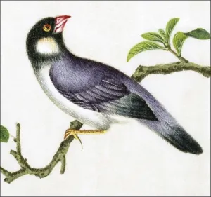 From a collection of beautifully painted Chinese ornothological studies