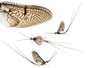 Collection of many different view of green drake mayfly