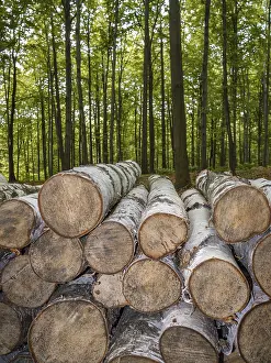 A collection of neatly stacked logs in the foreground against a lush green forest backdrop