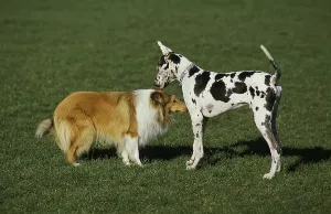 Collie Dog meeting a Great Dane