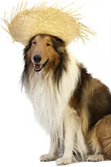Collie dog with straw hat to celebrate the junina holidays isolated on white