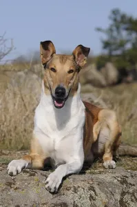 Collie Shorthair, sable, male, lies on rock