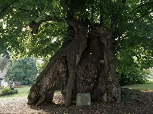 Collm near Oschatz, thousand-year-old lime tree