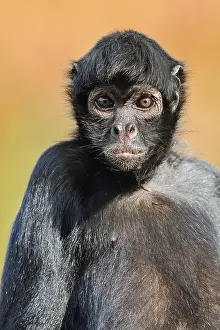 Colombian spider monkey (Ateles fusciceps rufiventris)
