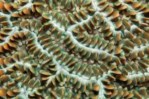 Colony of coral polyps in brain corallae (Physogyra lichtensteini)
