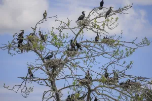 Colony of cormorants (Phalacrocorax carbo) on trees in Kopacki Rit nature park Park