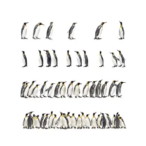 Colony of many king penguins together