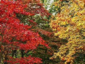 The color of autumn trees and leaves