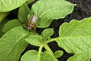 Colorado potato beetle on a green leaves