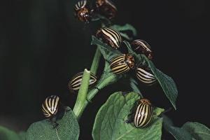 Colorado potato beetle (Leptinotarsa decemlineata)