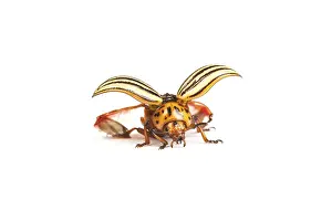 Colorado potato beetles isolated on a white background