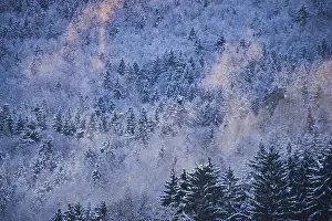 Colored Fog above a Norway spruce (Picea abies) forest at sunset near Wiesent