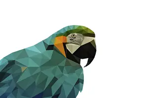 Colored parrot bird low poly illustration technique