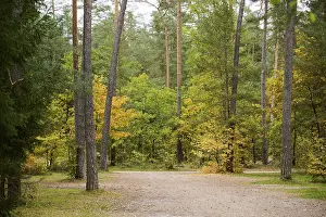 Colored trees in a European spruce (Picea abies) and Scots pine (Pinus sylvestris) forest in autumn