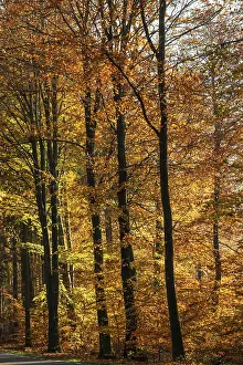 Colorful beech forest in autumn in Sankt Olof