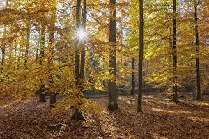 Colorful Beech Forest with Sun in Autumn