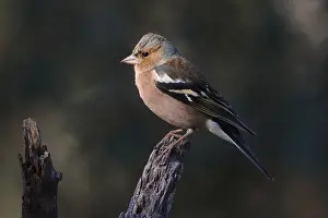 A colorful Common Chaffinch, Fringilla coelebs