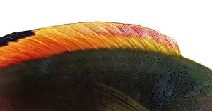 Colorful dorsal fin of a scott's wrasse